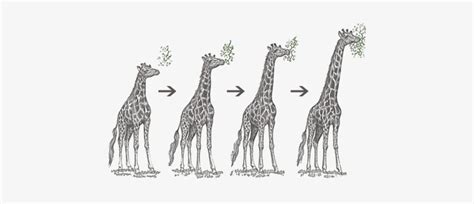 giraffe evolution game|giraffe before evolution.